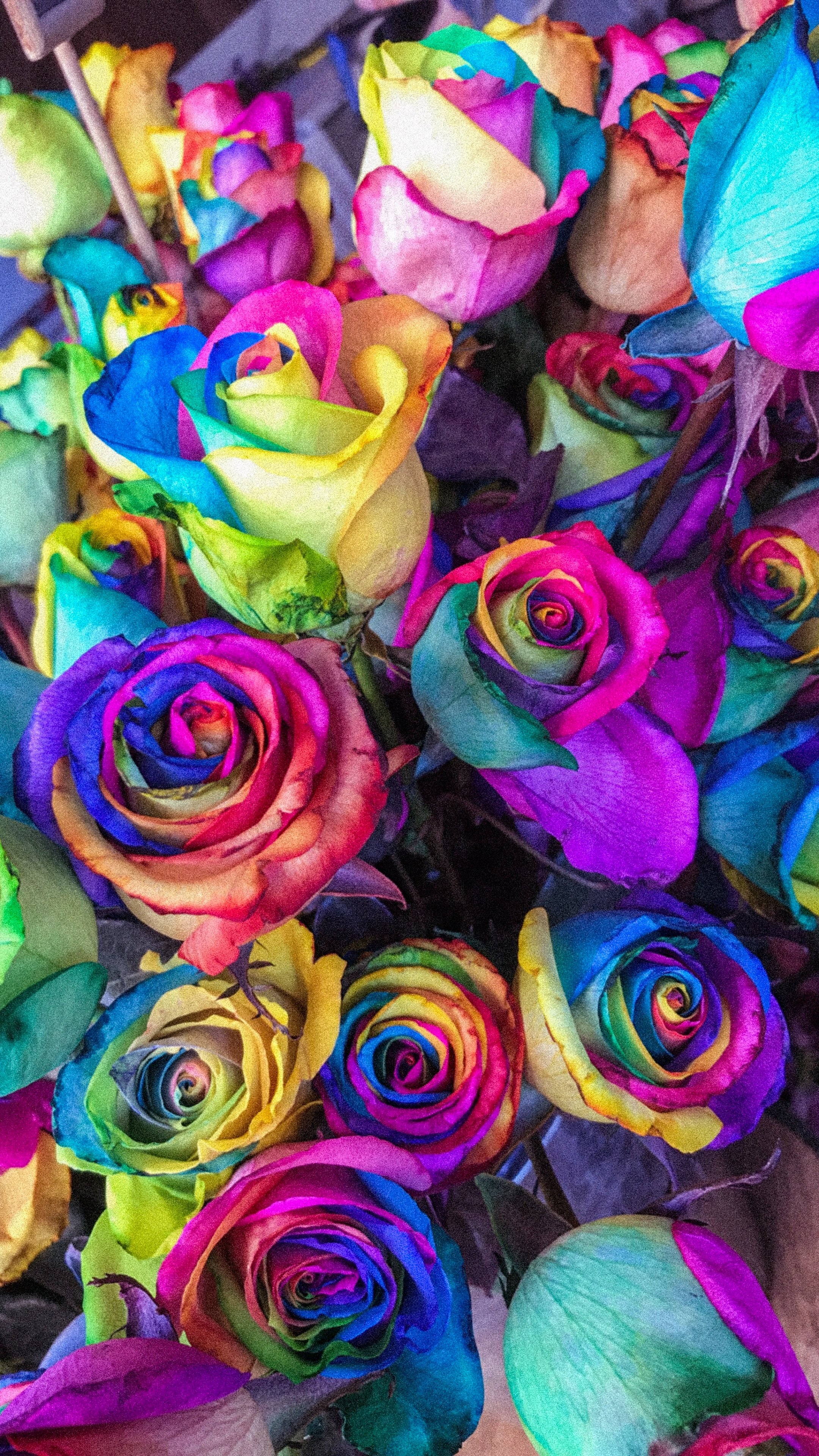 Разноцветные цветы. Разноцветные розы. Радужные розы. Шикарные яркие цветы. Любой цветной