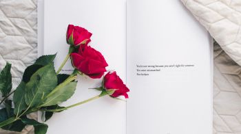 Обои 1600x900 эстетика, красные розы, книга