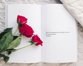Обои 1280x1024 эстетика, красные розы, книга
