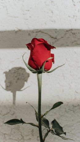 red roses, on gray background, romance Wallpaper 640x1136