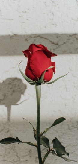 Обои 1440x3040 красная розы, на сером фоне, романтика