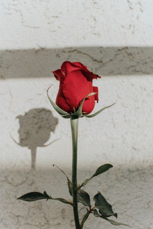 Обои 3456x5184 красная розы, на сером фоне, романтика