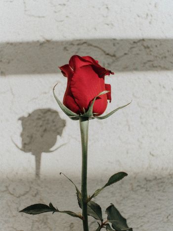 Обои 2048x2732 красная розы, на сером фоне, романтика