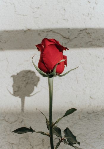 Обои 1668x2388 красная розы, на сером фоне, романтика
