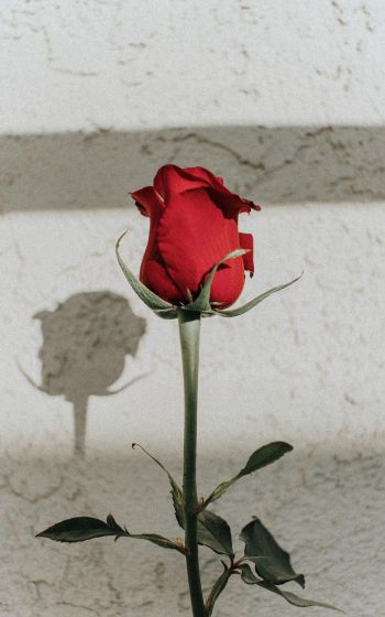 Обои 800x1280 красная розы, на сером фоне, романтика