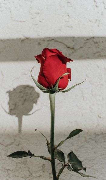 Обои 600x1024 красная розы, на сером фоне, романтика