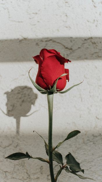 Обои 1440x2560 красная розы, на сером фоне, романтика
