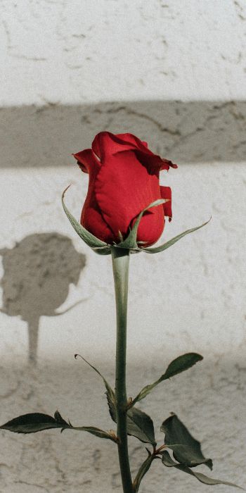 Обои 720x1440 красная розы, на сером фоне, романтика