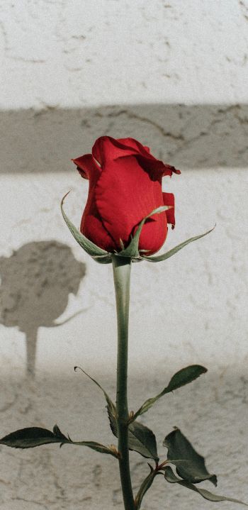Обои 1080x2220 красная розы, на сером фоне, романтика