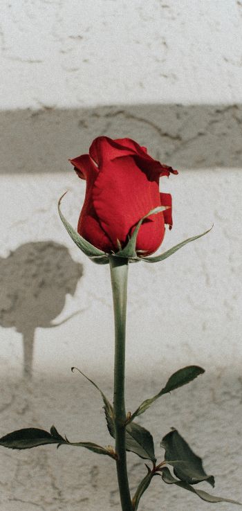 Обои 1440x3040 красная розы, на сером фоне, романтика