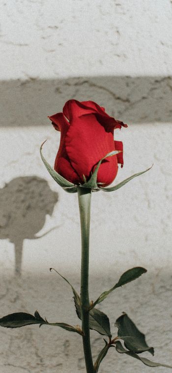 Обои 1125x2436 красная розы, на сером фоне, романтика