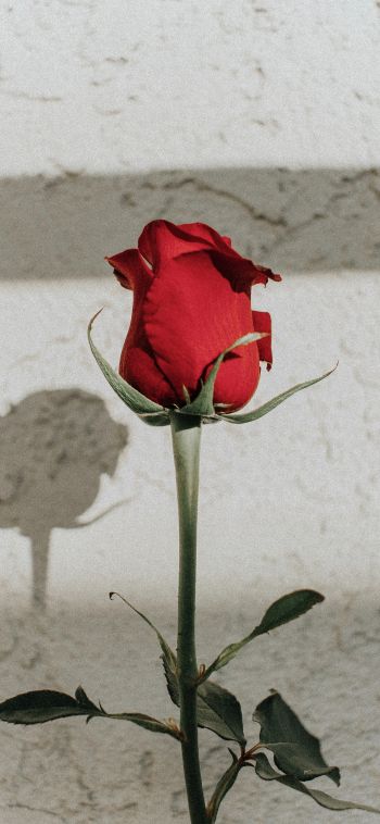 Обои 1080x2340 красная розы, на сером фоне, романтика