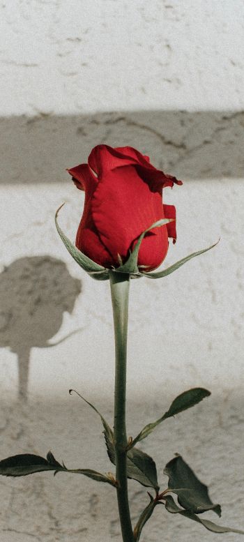 Обои 1080x2400 красная розы, на сером фоне, романтика