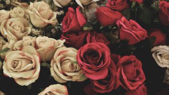 Обои 2048x1152 букет роз, цветочная композиция