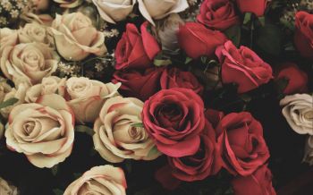 bouquet of roses, flower arrangement Wallpaper 2560x1600