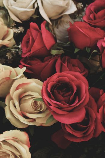 Обои 640x960 букет роз, цветочная композиция