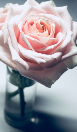 pink rose, pink Wallpaper 600x1024