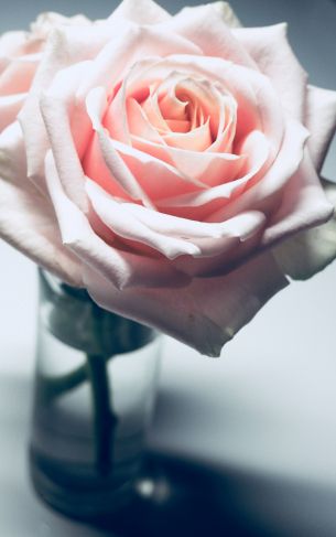 pink rose, pink Wallpaper 1752x2800