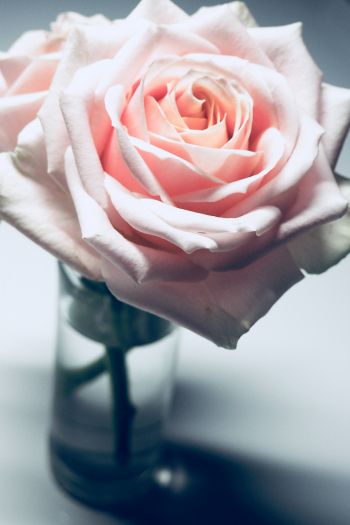 pink rose, pink Wallpaper 640x960