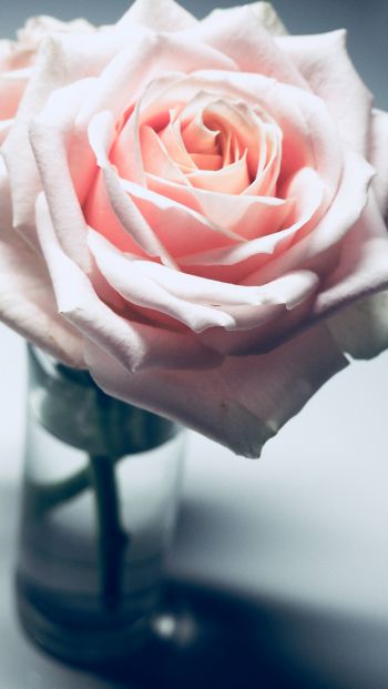 pink rose, pink Wallpaper 640x1136