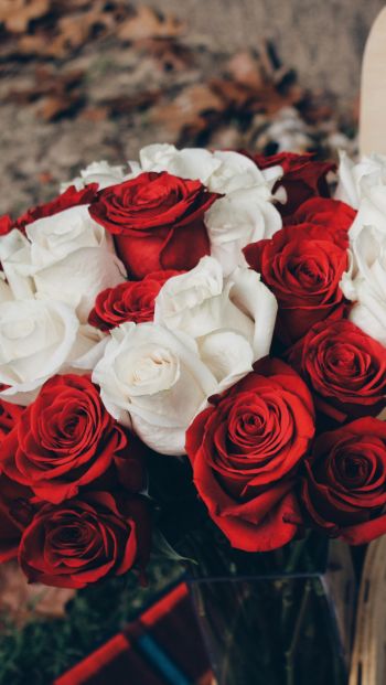 bouquet of roses, romance, picnic Wallpaper 640x1136