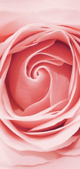 pink rose, button, rose petals Wallpaper 1440x3040