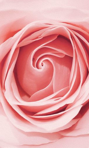 pink rose, button, rose petals Wallpaper 1200x2000