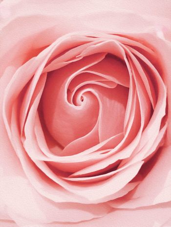 pink rose, button, rose petals Wallpaper 1620x2160