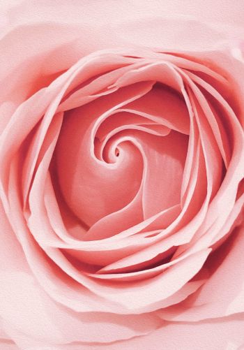 pink rose, button, rose petals Wallpaper 1668x2388