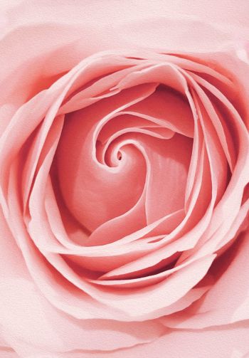 pink rose, button, rose petals Wallpaper 1640x2360