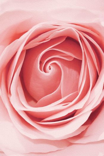 pink rose, button, rose petals Wallpaper 640x960