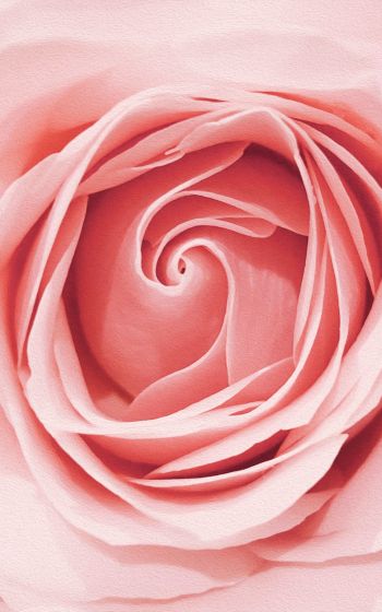 pink rose, button, rose petals Wallpaper 1600x2560