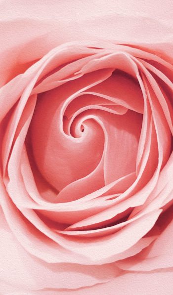 pink rose, button, rose petals Wallpaper 600x1024