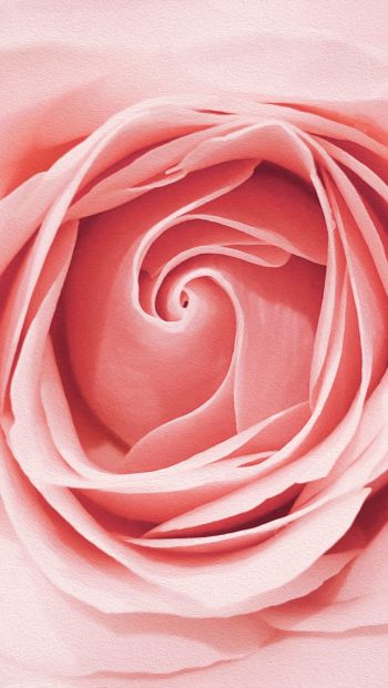 pink rose, button, rose petals Wallpaper 640x1136