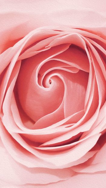 pink rose, button, rose petals Wallpaper 750x1334