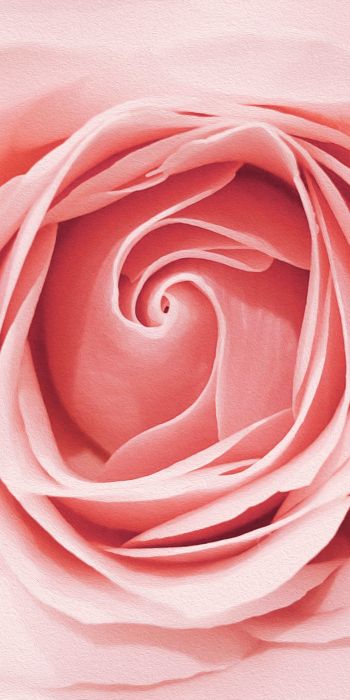pink rose, button, rose petals Wallpaper 720x1440