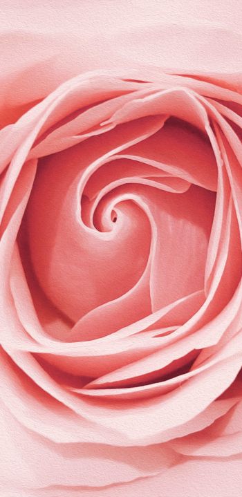 Обои 1080x2220 розовая роза, бутон, лепестки роз