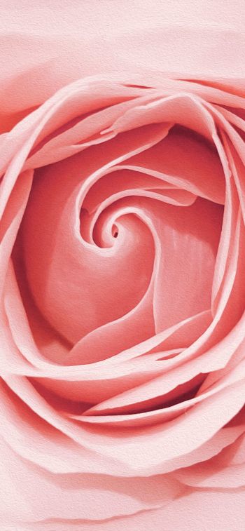 Обои 828x1792 розовая роза, бутон, лепестки роз