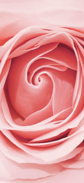 pink rose, button, rose petals Wallpaper 1080x2340