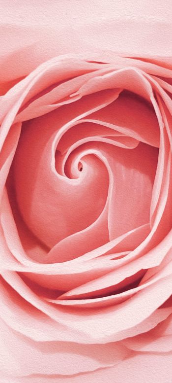 pink rose, button, rose petals Wallpaper 1440x3200