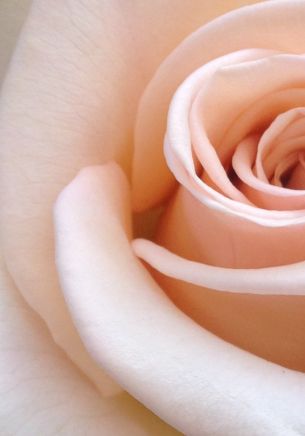 pink rose, rose petals, beige Wallpaper 1668x2388