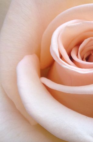 pink rose, rose petals, beige Wallpaper 3000x4603