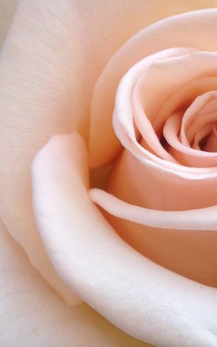 pink rose, rose petals, beige Wallpaper 1752x2800