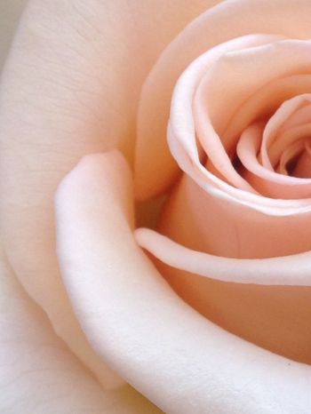 Обои 1668x2224 розовая роза, лепестки роз, бежевый