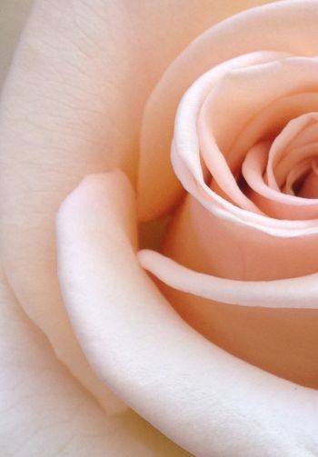 Обои 1640x2360 розовая роза, лепестки роз, бежевый