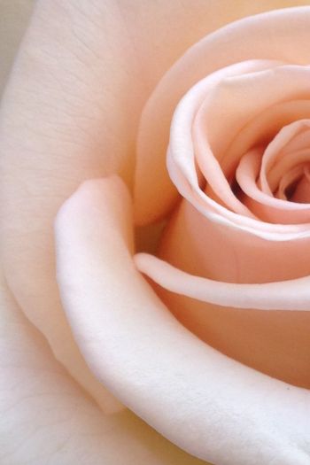 Обои 640x960 розовая роза, лепестки роз, бежевый