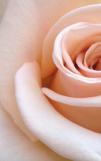 pink rose, rose petals, beige Wallpaper 1600x2560