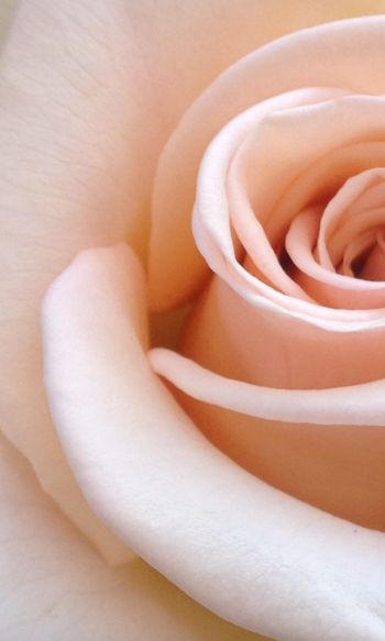 pink rose, rose petals, beige Wallpaper 1200x2000