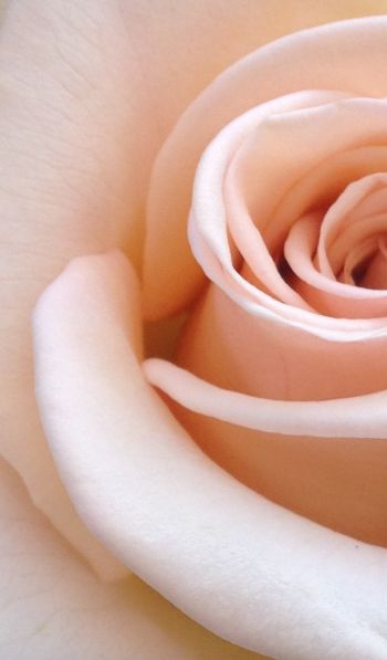 pink rose, rose petals, beige Wallpaper 600x1024