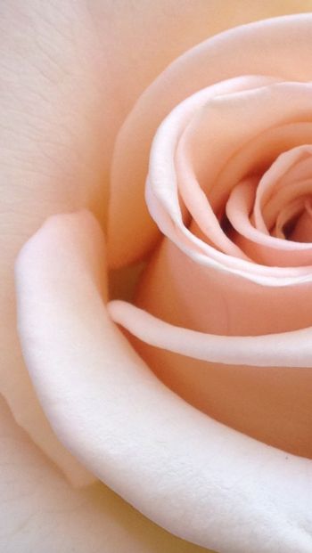 Обои 640x1136 розовая роза, лепестки роз, бежевый